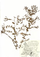 藏品(北美矮金絲桃)的圖片